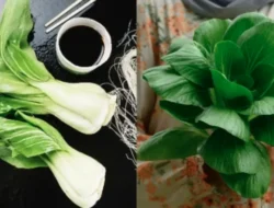 Sayur Pakcoy: Manfaat, Cara Menanam, dan Cara Mengolah Resep Lezat