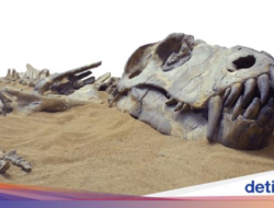 Tersembunyi Jutaan Tahun, Fosil Dinosaurus Muncul gegara Hujan Lebat