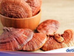 Jaga Keadaan Jantung Didalam Konsumsi Sido Muncul Natural Lingzhi