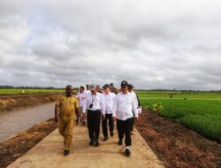 Kementan Kembangkan Varietas Padi Cakrabuana Ke Merauke, Adaftif Di Pemanasan Global