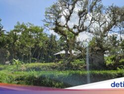 Ini Makam Dadong Guliang, Pengabdi Ilmu Hitam Abad 18 Di Bali