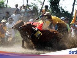 Lomba Karapan Sapi Brujul Upaya Lestarikan Kearifan Lokal dan Kearifan Lokal Dunia