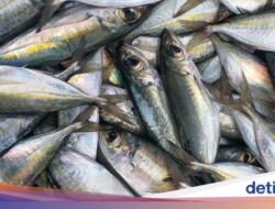 Ikan Kembung Vs Salmon, Mana yang Lebih Bernutrisi?