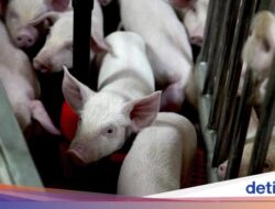 Babi-Babi yang Dikembangbiakkan Untuk Keperluan Transplantasi Organ Manusia