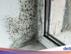 Hiii… Ternyata Ini Area Paling Jorok dan Penuh Jamur Ke Dapur