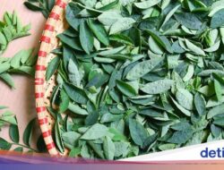 Boleh Saja Ibu Menyusui Makan Daun Katuk, Tapi Ahli Kebugaran Herbal Beri Catatan soal Ini