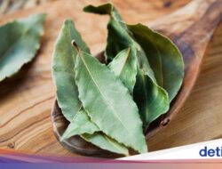 5 Manfaat Air Rebusan Daun Salam Sebagai Keadaan, Termasuk Redakan Nyeri Sendi