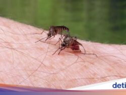 Setelahnya 100 Tahun, Mesir Berhasil Terbebas Didalam Penyakit Malaria