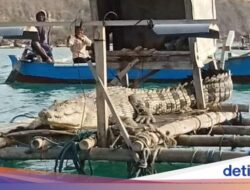 Lagi Santai Kawan, Buaya Nongkrong Ke Atas Tambak Bikin Resah Nelayan Lombok