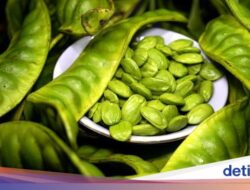 Benarkah Petai Bisa Bantu Turunkan Kadar Gula Darah? Ahli Kepuasan Herbal Bilang Gini