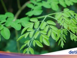 Manfaat Daun Kelor dan Berbagai Cara Mengolahnya