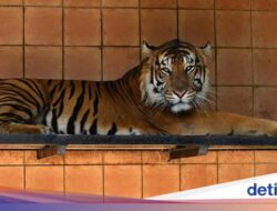 Macan Tutul Predator Terbesar Di Jawa? Masih Ada Harimau Di Petungkriyono