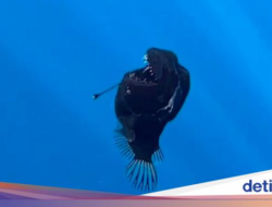 Dugaan Penyebab Ikan Anglerfish Renang Hingga Permukaan Laut