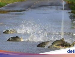 Kejadian Luar Biasa Unik! Puluhan Ikan Salmon Menyebrang Jalan Di Genangan Air