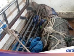 Buaya yang Gigit Pawang sampai Patah Tulang Bakal Dipindah Hingga Luar Sulsel