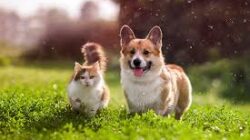 Anjing dan Kucing Berevolusi hingga Terlihat Mirip Lantaran Alasan Aneh Ini