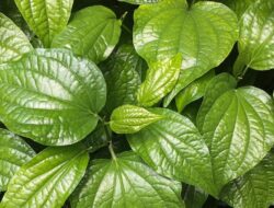 8 Manfaat Daun Sirih, Tanaman Herbal yang Kaya Khasiat